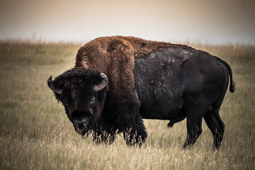 The bison or American buffalo grazing the grasslands of Badlands National Park in South Dakota.