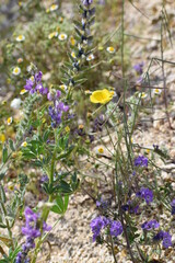 Desert bloom in the spring