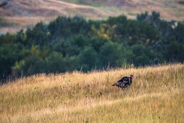 wild turkey  in their natural habitat in Badlands national park in South Dakota.