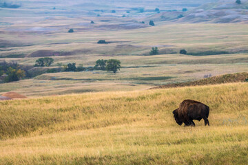 portrait of a wild bison taken in the Badlands  National Park in South Dakota,USA