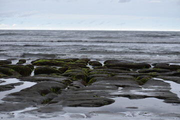 Fototapeta na wymiar Rocks with seagrass at low tide