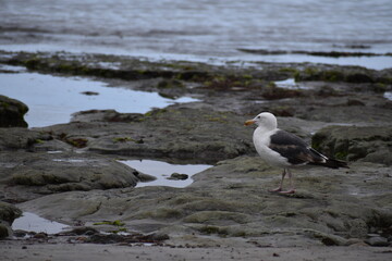 Seagull on Rocks by the Pacific Ocean