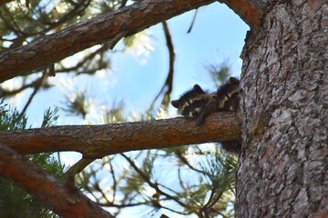 Baby Raccoons in a Pine Tree