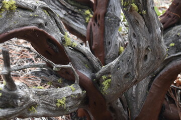 Moss on Manzanita bush