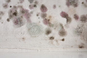 mold on the wall in the house, high humidity, the ventilation system is not working