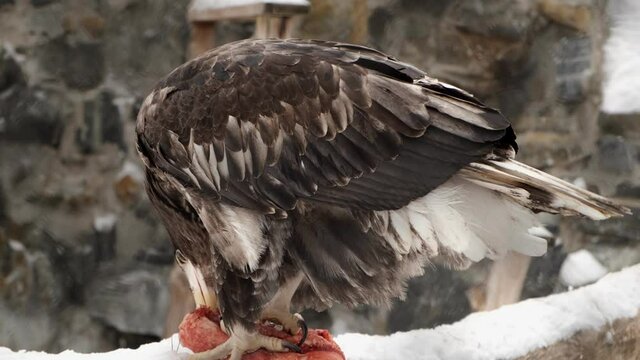 The eagle sits on the snow and eats meat