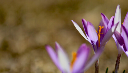 Crocus (plural: crocuses or croci) is a genus of flowering plants in the iris family. Flowers close-up on a blurred natural background. The first spring flower in the garden