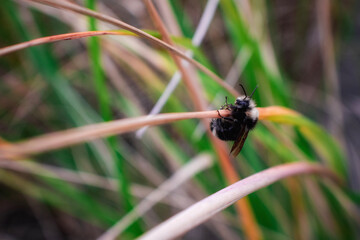 dragonfly on a leaf