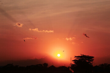 birds flying in the twilight sky. sunset background.