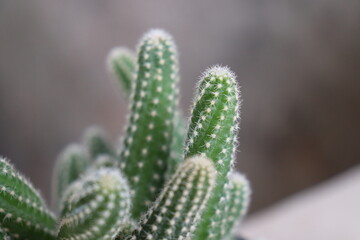 close up of cactus