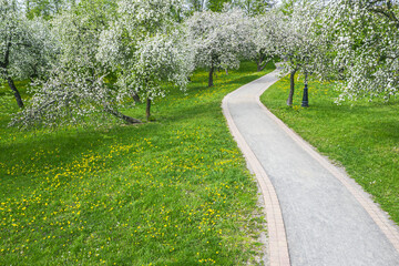 winding footpath in flowering fruit garden. blossoming apple orchard in spring. drone photography
