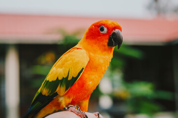 Bird parrot,Beautiful Sun Conure bird