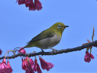 Pink flowers and small green birds with white eyes