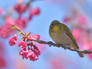 Pink flowers and small green birds with white eyes