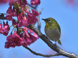 Pink flowers and small green birds with white eyes