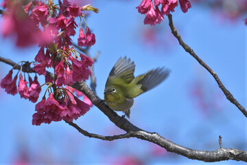 Pink flowers and small green birds with white eyes