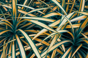photo of artistic palm leaves in the garden