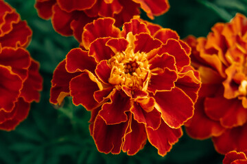 Beautiful red-yellow marigolds close-up. Bright and colorful garden flowers. Selective focus, blurred background.
