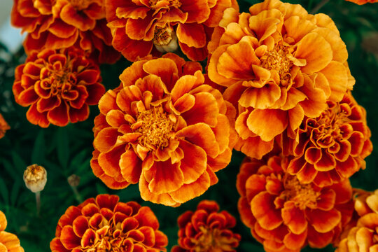 Beautiful orange-yellow marigolds close-up. Bright and colorful garden flowers. Selective focus, blurred background.