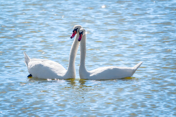 Mating games of a pair of white swans. Swans swimming on the water in nature. Valentine's Day background