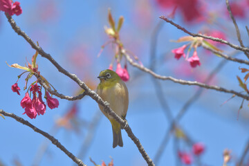 Pink flowers and small green birds with white eyes