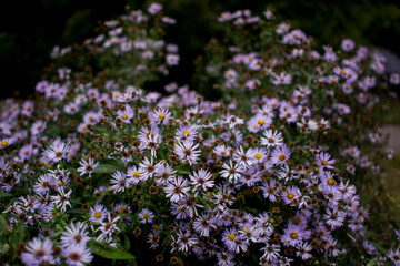 Obraz premium Bluish Aster Tongolensis, Family Compositae