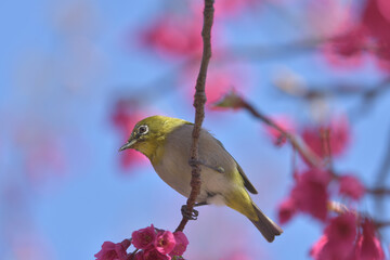 Pink flowers and small green birds with white eyes