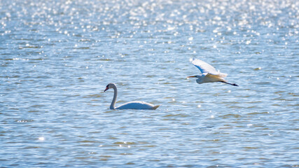 Naklejka premium The flight of the little egret over the lake with white swan
