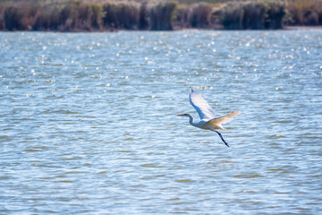 The flight of the little egret.