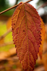 autumn leaf on the ground