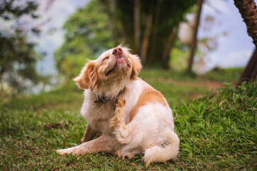 Perro rascándose con cara graciosa