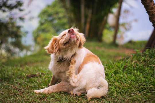 Perro rasc&aacute;ndose con cara graciosa