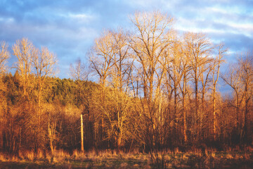 Fototapeta premium autumn in the forest
