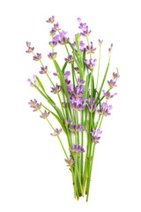 Fototapeta na wymiar Lavender flowers bundle on a white background