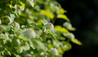 Viburnum Snowball, Viburnum carlesii, is a shrub with spherical growth form and white spherical flowers