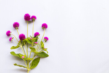 purple flowers globe amaranth local floral in asia arrangement flat lay postcard style on background white 