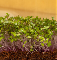 Organic microgreens purple cabbage. Germination of seeds at home. Vegan and healthy eating concept.