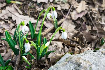 Delicate colors of the first snowdrops in early spring