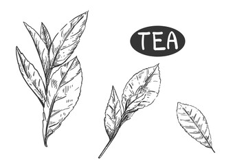 Hand drawn sketch black and white of tea green, black, leaf, plant. Vector illustration. Elements in graphic style label, card, sticker, menu, package. Engraved style illustration.