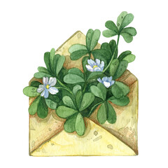 Watercolor illustration of vintage paper envelope with a bouquet of fresh shamrock leaves with white flowers for st patrick day. A bunch of green clover leaves in a yellow envelope