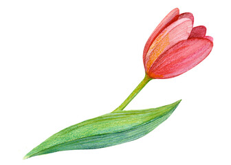 Fototapeta na wymiar Hand drawn watercolor illustration of a single red tulip. Hand painted isolated flower on white background. Template for greeting card, invitation