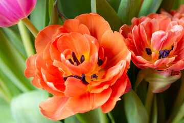 Orange tulip cultivar with many petals macro photography on green leaves background. 