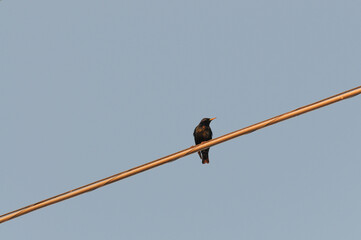 Close-up of a bird resting on a power line against a blue sky, illustrating wildlife adaptation to...