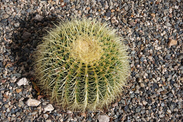 High angle view of a perfect round spheric desert cactus with long thorns in afield of gravel
