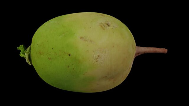 Realistic render of a rolling Watermelon Radish (Roosehearth, Red Daikon) on black background. The video is seamlessly looping, and the 3D object is scanned from a real radish.
