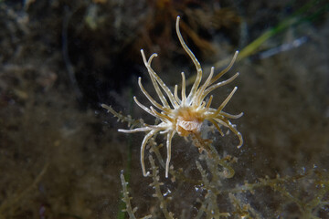 Naklejka na ściany i meble Grass crack anemone (Paranemonia cinerea) in a Mediterranean Sea coast lagoon