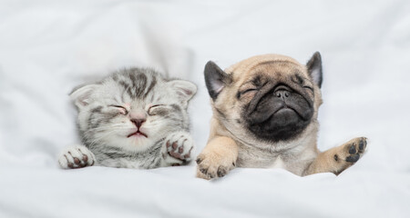 Kitten and Pug puppy sleep together under a white blanket on a bed at home. Top down view