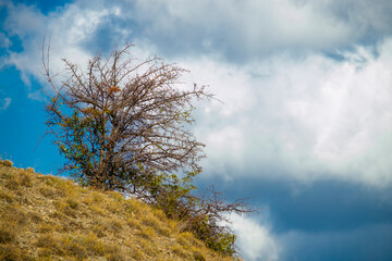 Hill and rosehip bush in Crimea against cloudy skies. Sunny autumn day. Front view.