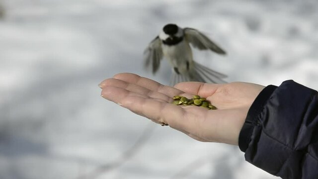 Black-capped chickadee feeds from the hand