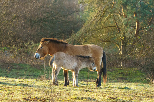 Przewalski Folen bei der Mutter